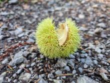 La bogue de la chataîgne