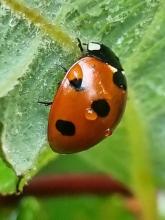Coccinelle à sept points
